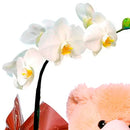 Orquídea Phalenopsis Plantada Com Pelúcia