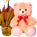 Orquídea Phalenopsis Plantada Com Pelúcia