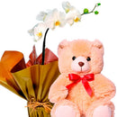 Orquídea Phalenopsis Plantada Com Pelúcia