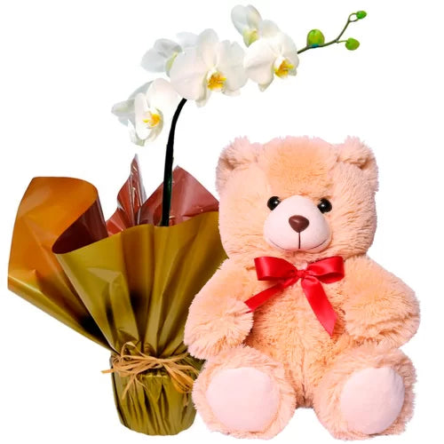 Orquídea Phalenopsis Plantada Com Pelúcia