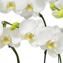 Sofisticadas Orquídeas Phalaenopsis