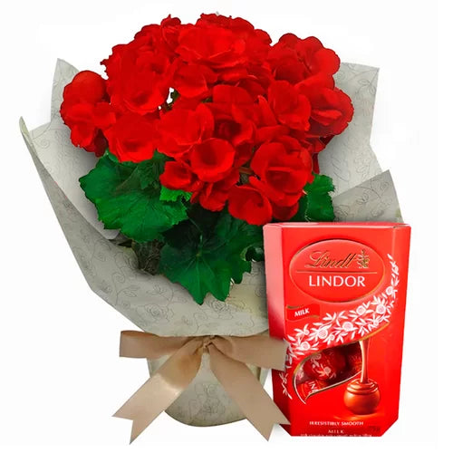 Begônia Vermelha e Chocolate Lindt