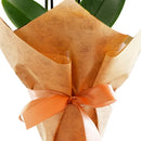 Mini Orquídea Rara Amarela