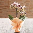 Mini Orquídea Rara Mesclada