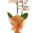 Mini Orquídea Rara Mesclada