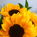 Buque de 06 Girassois Com Chocolate Ferrero Rocher