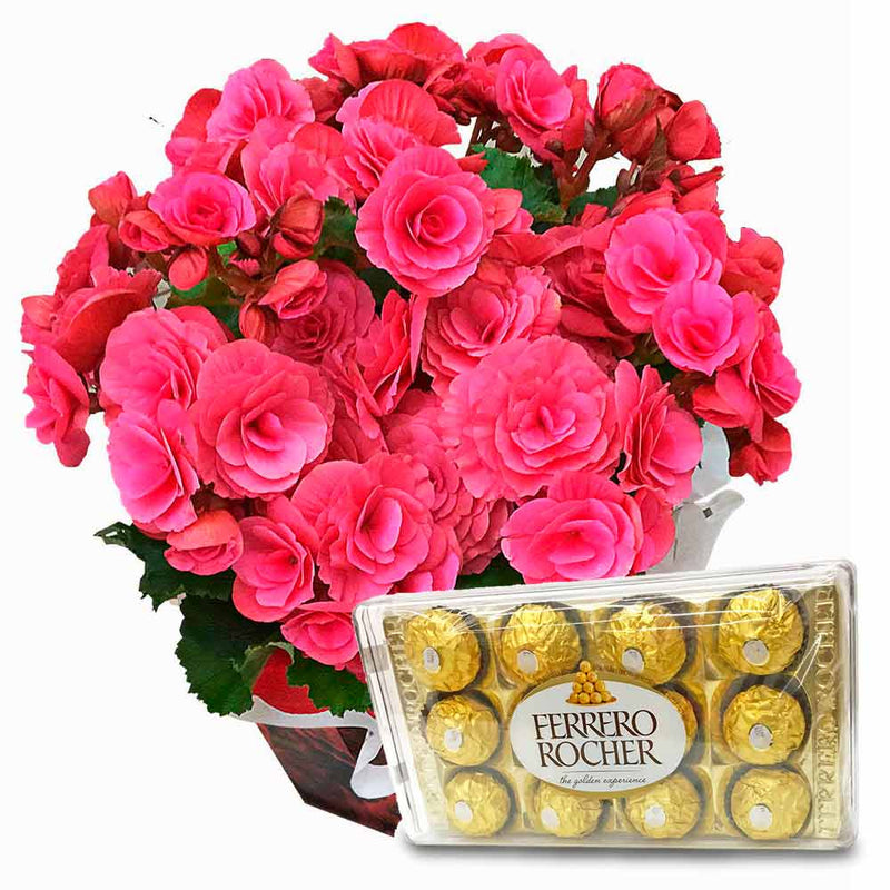 Begonia Cor de Rosa  plantada com chocolate