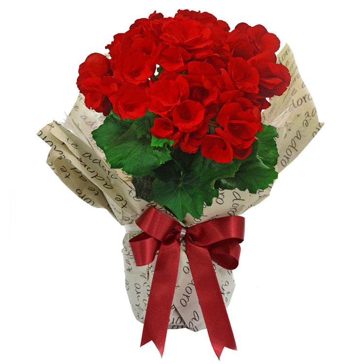 Begônia em vaso para presente