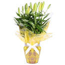 Lírios Amarelos Plantados E Chocolate Ferrero