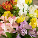 Luxuosas Alstromérias Coloridas no Vaso