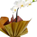 Orquídea Phalaenopsis Para Presente