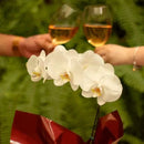 Orquídea Phalaenopsis Plantada