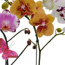 Jardim Phalaenopsis Sortidas