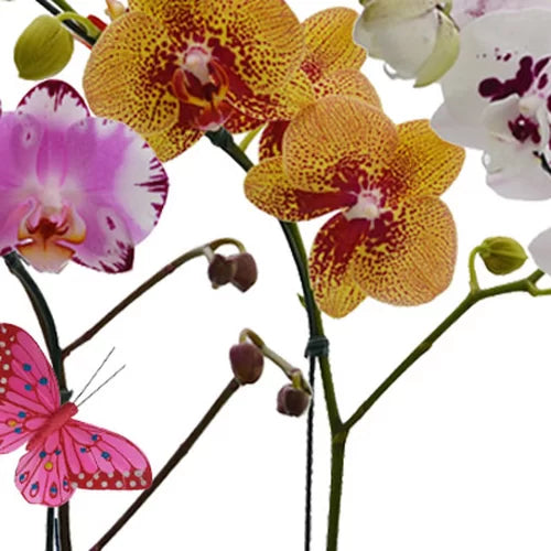 Jardim Phalaenopsis Sortidas