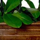 Sofisticadas Orquídeas Phalaenopsis