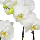 Sofisticadas Orquídeas Phalaenopsis