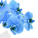 Orquídea Azul