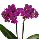 Mini Orquídea Rara Lilás