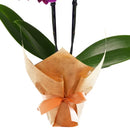 Mini Orquídea Rara Lilás