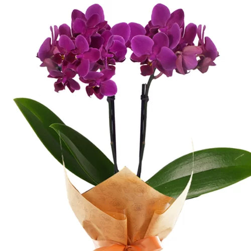Mini Orquídea Rara Lilás