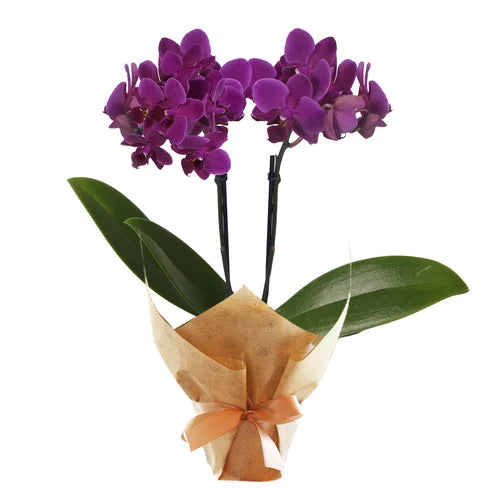 Mini Orquídea Rara Lilás