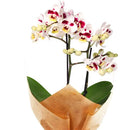 Mini Orquídea Rara Mesclada