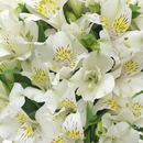 Astromélias Brancas - Close Flores