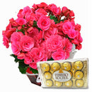 Begonia Cor de Rosa  plantada com chocolate