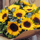 Buquê de 10 Girassóis
