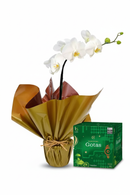 Combo Orquídea + Panetone - Hero Correto