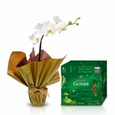 Combo Natal Elegante - Orquídea Phalaenopsis Branca + Panetone Gotas de Chocolate