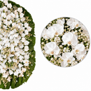 Detalhe ilustrativo das flores da Coroa Grande de Orquídeas com lupa