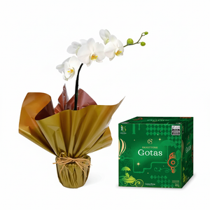 Combo Natal Elegante - Orquídea Phalaenopsis Branca + Panetone Gotas de Chocolate