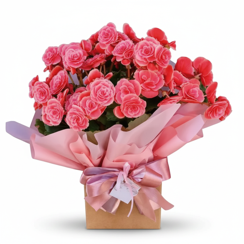 Begônia cor de rosa no cachepot com entrega em SJC, Jacareí e Ubatuba - Casa e Jardim Flores