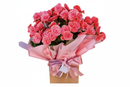 Begônia rosa em cachepot elegante com entrega em SJC, Jacareí e Ubatuba - Casa e Jardim Flores
