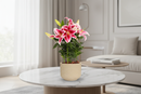 Lírio Rosa - Lifestyle Sala