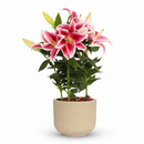 Lírio Rosa Vaso Cerâmica - Principal