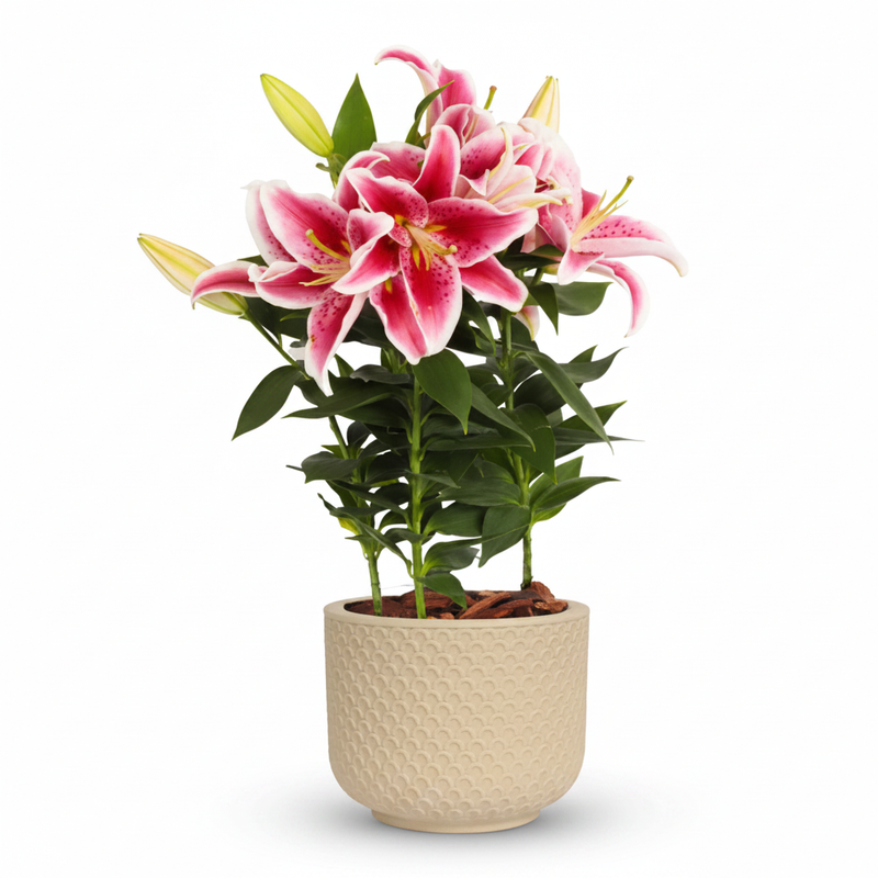 Lírio Rosa Vaso Cerâmica - Principal