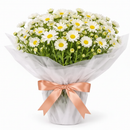 Margaridas - Close Flores