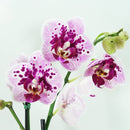 Orquídea Phalaenopsis Bicolor