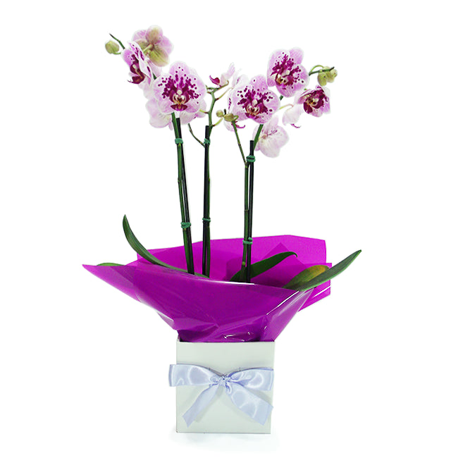 Orquídea Phalaenopsis Bicolor