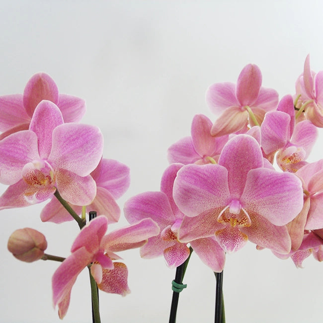Orquídea Florear
