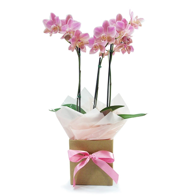 Orquídea Florear