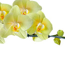 Orquídea Phalaenopsis Amarela Presente
