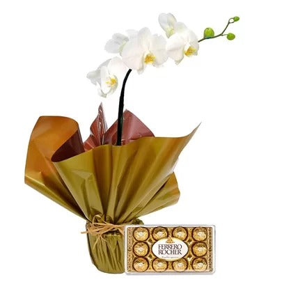 Orquídea Phalaenopsis Branca Para Presente e Chocolate