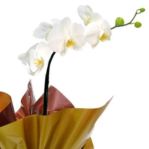 Orquídea Phalaenopsis Branca Para Presente e Chocolate