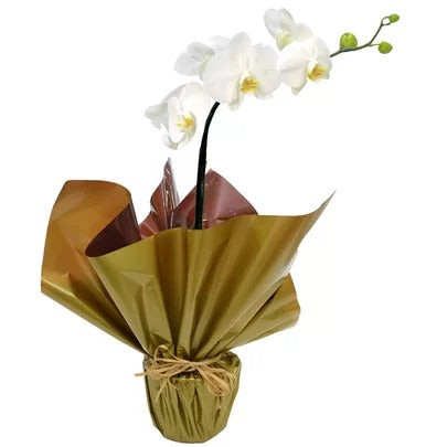 Orquídea Phalaenopsis Para Presente