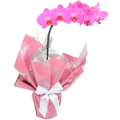 Orquídea Phalaenopsis Pink