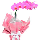 Orquídea Phalaenopsis Pink