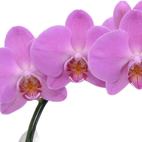 Orquídea Phalaenopsis Pink e Ferrero Rocher